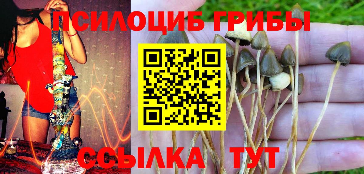 Псилоцибиновые грибы Psilocybine cubensis  Клин 